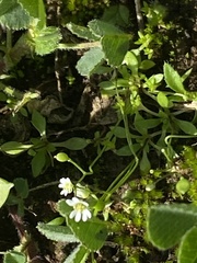 Draba verna