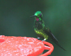 Heliodoxa imperatrix