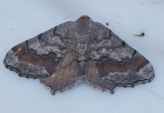 Macaria distribuaria