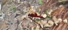 Urothemis assignata