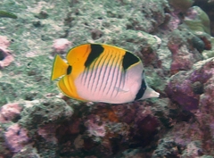 Chaetodon falcula