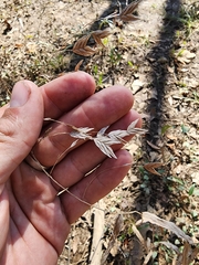 Chasmanthium latifolium