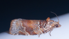 Argyrotaenia kimballi