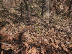 Chasmanthium latifolium