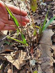 Chasmanthium latifolium