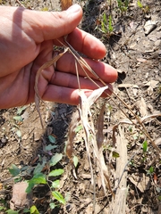 Chasmanthium latifolium