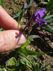 Sparaxis metelerkampiae