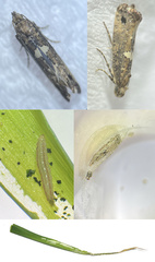 Acrolepiopsis sapporensis