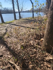 Chasmanthium latifolium