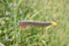Bouteloua parryi