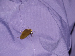 Pyrophorus noctilucus