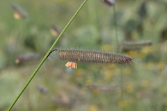 Bouteloua parryi