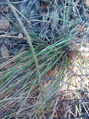 Tribolium hispidum
