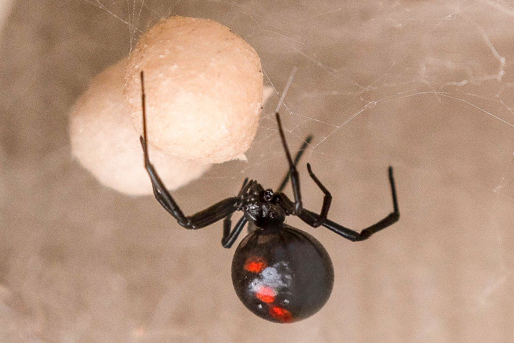 Widow Spiders from McKinney, TX 75071, USA on August 24, 2022 at 07:37 ...