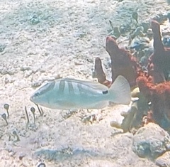 Epinephelus striatus