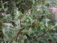 Acanthus ilicifolius