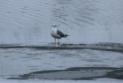 Larus argentatus