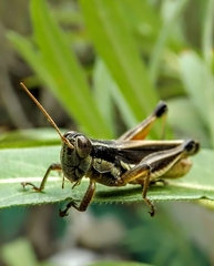 Dichroplus elongatus