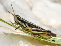 Dichroplus elongatus