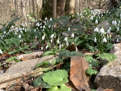 Galanthus woronowii