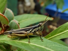 Dichroplus elongatus
