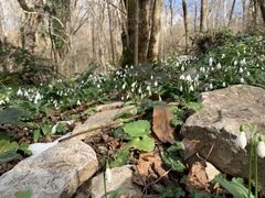 Galanthus woronowii