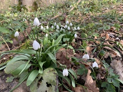 Galanthus woronowii