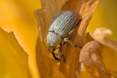Exapion ulicis