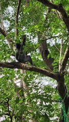 Cercopithecus mitis albogularis