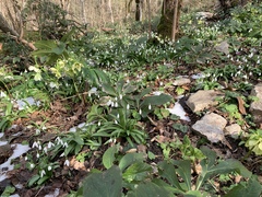 Galanthus woronowii