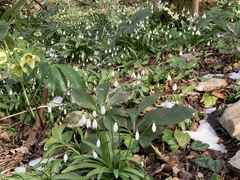 Galanthus woronowii