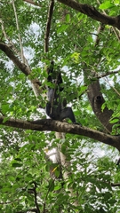 Cercopithecus mitis albogularis