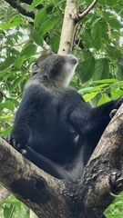 Cercopithecus mitis albogularis