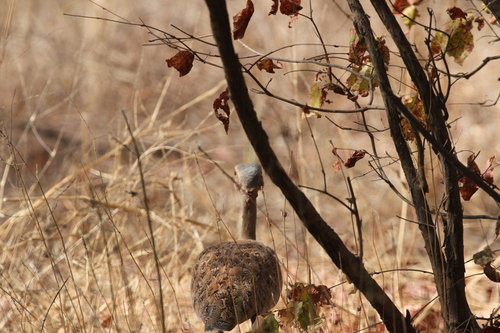 Savile's Bustard (Lophotis savilei), photo 2