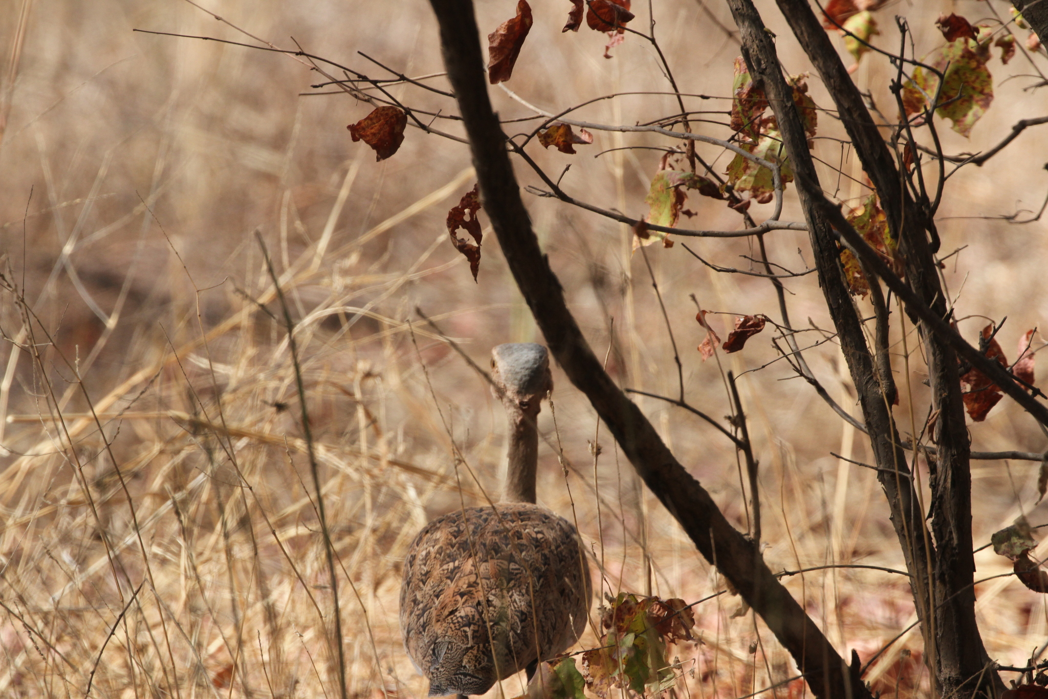 Savile's Bustard (Lophotis savilei), photo 2