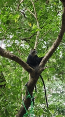 Cercopithecus mitis albogularis