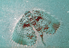 Dactyloptena orientalis