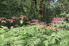 Sambucus adnata