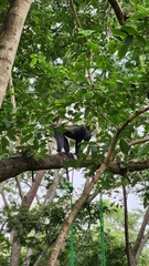 Cercopithecus mitis albogularis