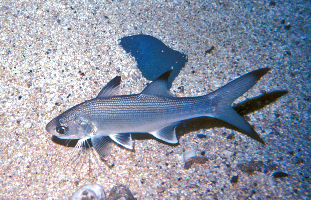 Golden six-thread tasselfish (Polydactylus sexfilis) — Polynemidae