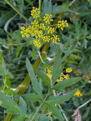 Pastinaca sativa sylvestris