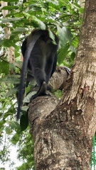 Cercopithecus mitis albogularis