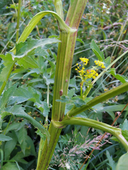 Pastinaca sativa sylvestris