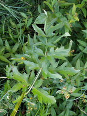 Pastinaca sativa sylvestris