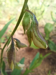 Crotalaria sagittalis