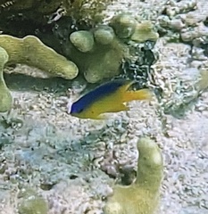 Stegastes leucostictus