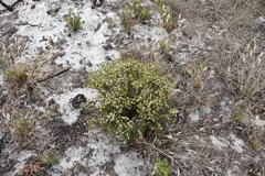 Diosma oppositifolia