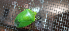 Glaucias