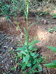 Crotalaria sagittalis