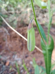 Crotalaria sagittalis